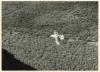 Fulmar Petrel in flight