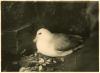 Fulmar Petrel sitting.