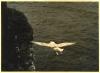 Fulmar Petrel in flight.