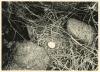 Nest & egg of Storm Petrel.