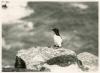Razorbill.