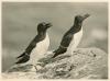 Male & Female Razorbills.