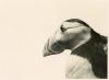 Puffin's Head