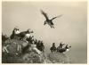Puffins