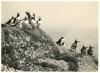Puffins