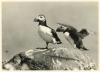 Puffins