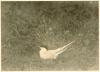 Common Tern sitting