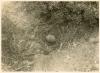 Nest & eggs of Common Tern