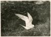 Common Tern landing at nest