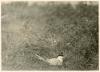 Common Tern sitting