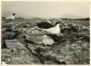 Common Tern Sitting 