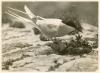 Arctic Tern at nest