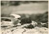 Arctic Tern at nest