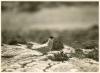 Arctic Tern at nest