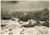 Arctic Tern sitting