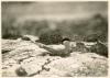 Arctic Tern sitting