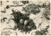 Nest & eggs of Arctic Tern