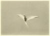 Arctic Tern in flight 
