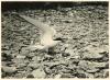 Arctic Tern at nest 