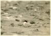Little Tern sitting 