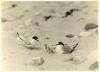 Male & female Little Terns at nest