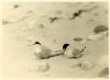 Male & female Little Terns with young