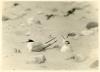 Male & female Little Terns at nest