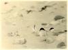 Male & female Little Terns with young