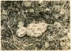 Egg & Young of Sandwich Tern