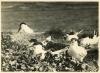 Sandwich Terns 