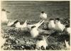 Colony of Sandwich Terns 