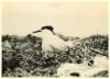 Sandwich Tern at nest 