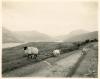 Killarney