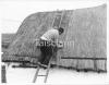 Thatching with oat straw on a calm day. It will be wired over and held in place with a metal bar.