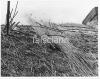 This shows the method of laying a roof of reed. It is pegged down and not beaten up so that it is not very tight. The top will be butted.