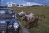 Sue with the donkeys on Achill Island.