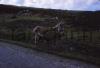 Donkeys on Achill Island.