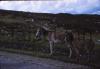 Donkeys on Achill Island.