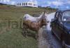 Donkeys on Achill Island.