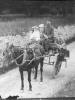 Horse drawn carraige - family day out.