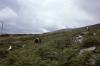 Dingle - Cattle in a Field