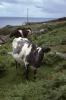 Dingle - Cattle in a Field