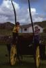 Sligo/Donegal - Children and Horse-Drawn Carraige