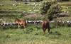 Burren -  Horses in a Field