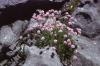 Burren - Rocks and Flowers