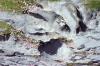 Burren - Rocks and Flowers