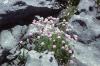 Burren - Rocks and Flowers