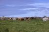 Burren - Cattle in a Field