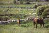 Burren - Horses in a Field