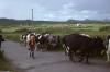 Dingle - Young Girl Driving Cattle